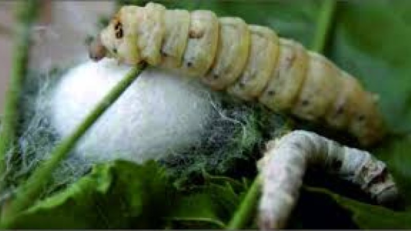 Sarıyar’ımızda İpek Böceği Yetiştiriliciği