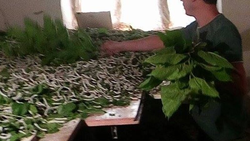 Sarıyar'ımızda İpek Böceği Yetiştiricilerini Hasat Heyecanı Sardı