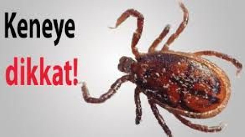 KENELER : KIRIM KONGO KANAMALI ATEŞİ :