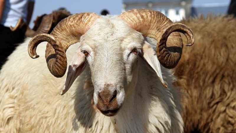 SARIYAR'IMZDA KURBAN FİYATLARI BELLİ OLDU