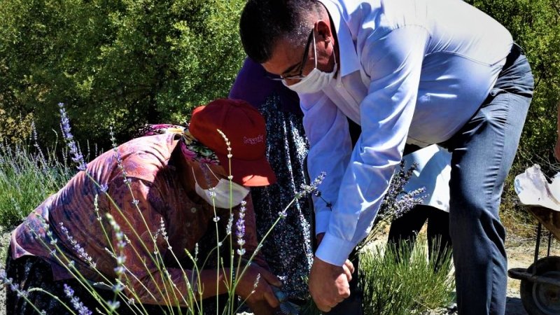 İLÇEMİZ NALLIHAN'DA LAVANTA BAHÇELERİNE İLGİ ÇOK YOĞUN