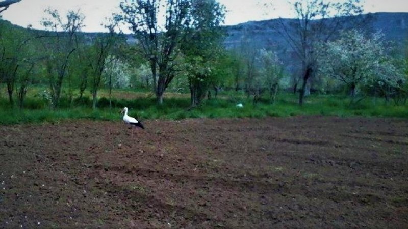 Baharın Müjdecisi Leylekler Geldi