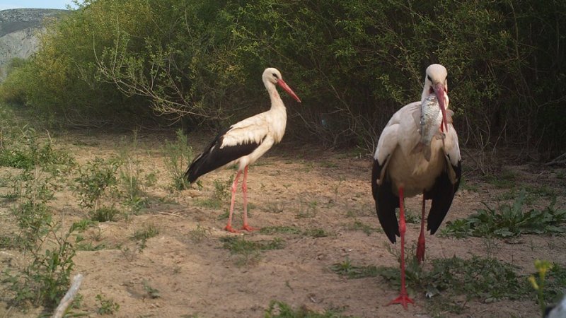 Bu yılda Leylekler Sarıyar'ımızdan Sessiz Sedasız Gittiler
