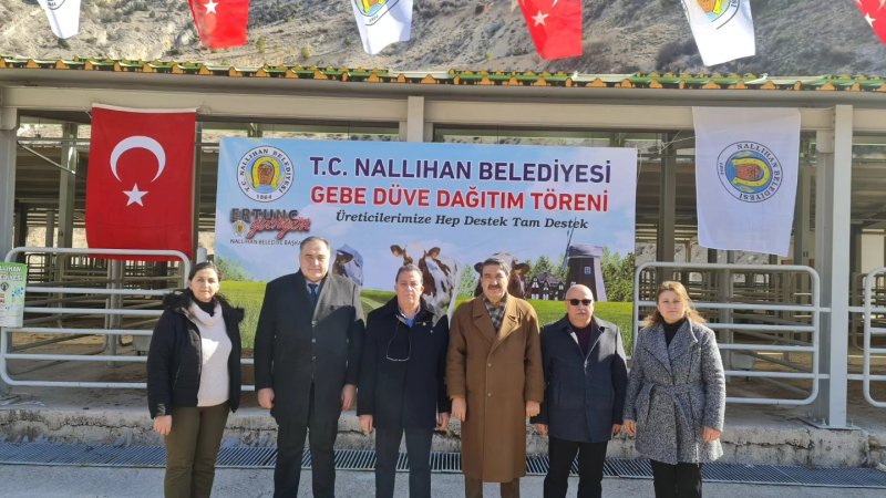 NALLIHAN BELEDİYE'MİZDEN ÜRETİCİYE GEBE DÜVE DESTEĞİ