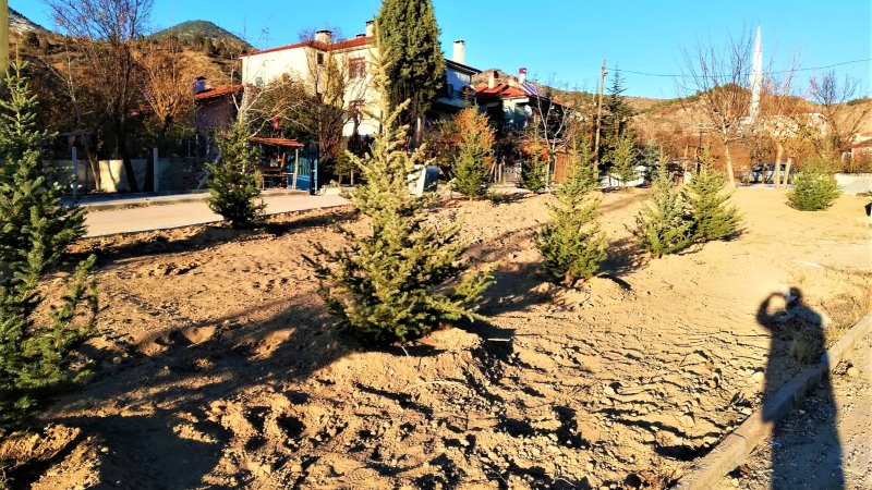 NALLIHAN BELEDİYE'MİZDEN AĞAÇ SEFERBERLİĞİ