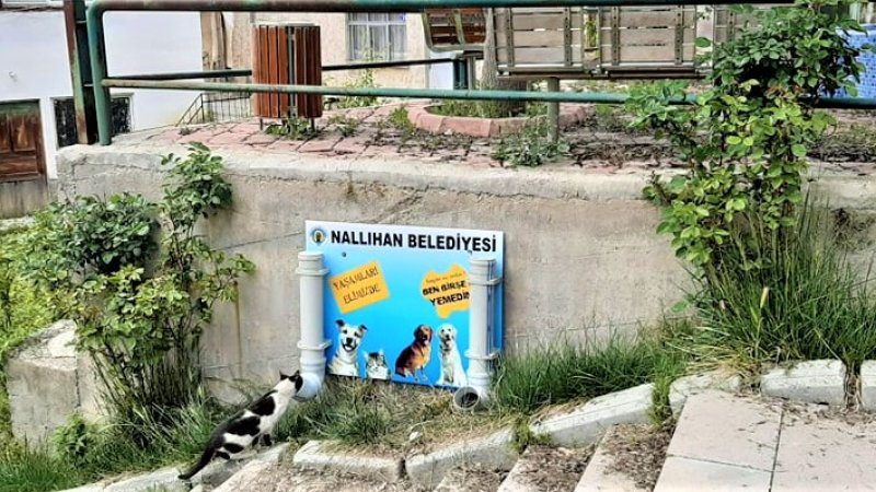 Nallıhan Belediyemiz can dostlarını unutmadı