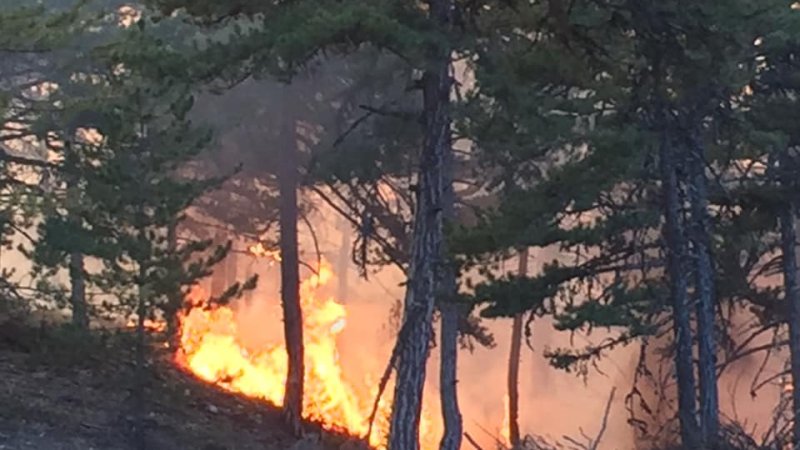 İLÇEMİZ NALLIHAN'DA ORMAN YANGIN SÖNDÜRME ÇALIŞMALARI DEVAM EDİYOR