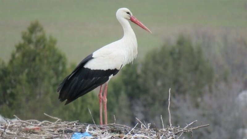 LEYLEKLER BU SENE  SARIYAR'IMIZA GEÇ GELDİ