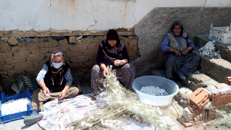 SARIYAR'IMIZDA İPEK BÖCEĞİ HASAT ZAMANI