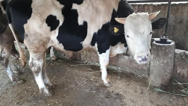 SARIYAR'IMIZDA KURBAN SATIŞI BAŞLADI