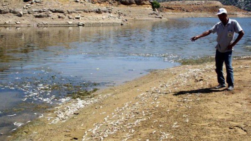 SARIYAR BARAJ VE GÖLÜMÜZDE TOPLU BALIK ÖLÜMLERİ KORKUTUYOR