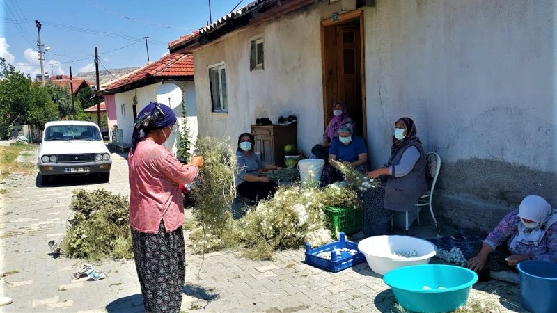 SARIYAR'IMIZDA KOZA HASADI BAŞLADI