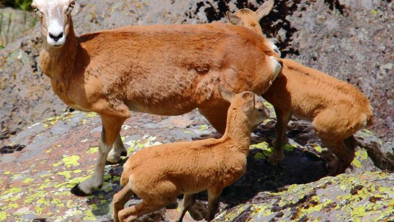 Sarıyar'ımızdaki Yaban Koyunu Yavruları Hayata Merhaba Dedi
