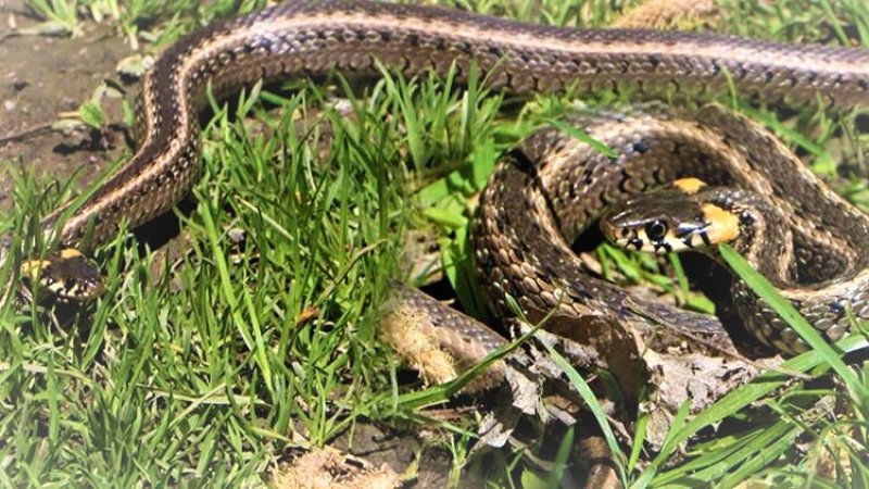 YILANLARA DİKKAT !!!