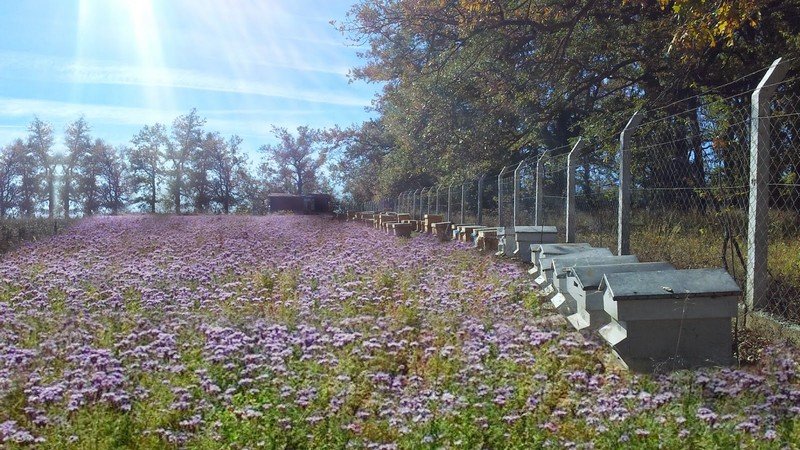 Sarıyar’ımızda 2015 Sezonunun İlk Bal Hasadı